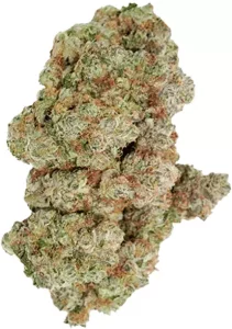 avaay Signature 31/1 OGC – Ocean Grown Cookies – Produktbild des Anbieters Dr. Ansay