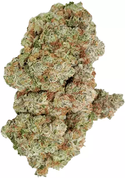 avaay Signature 31/1 OGC – Ocean Grown Cookies – Produktbild des Anbieters Dr. Ansay