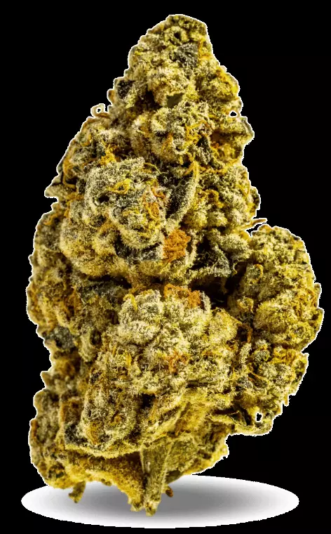 AphriaRX Cannabisblüten THC28 CTB – Cactus Breath – Produktbild des Anbieters Dr. Ansay