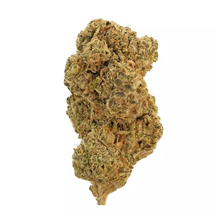 All Nations GLM 35/1 – Gelato Mints – Produktbild des Anbieters Dr. Ansay