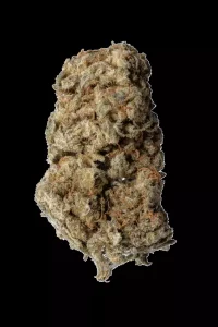 aleph amber 26/1 – Mango Kush – Produktbild des Anbieters Dr. Ansay