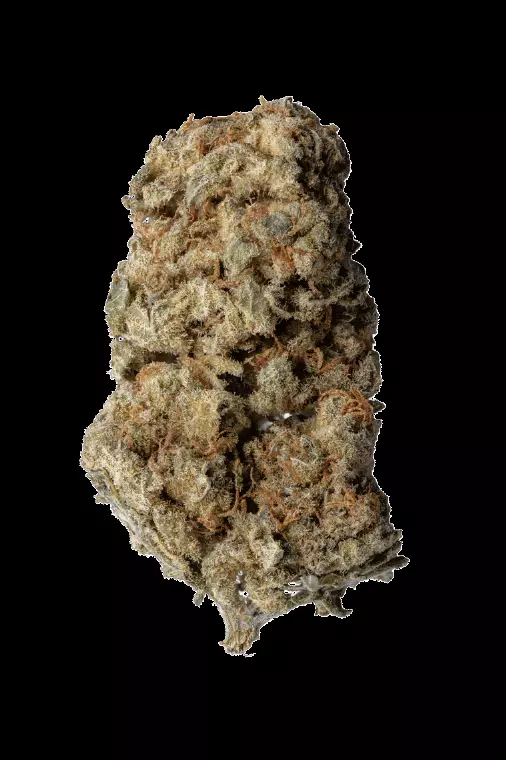 aleph amber 26/1 – Mango Kush – Produktbild des Anbieters Dr. Ansay