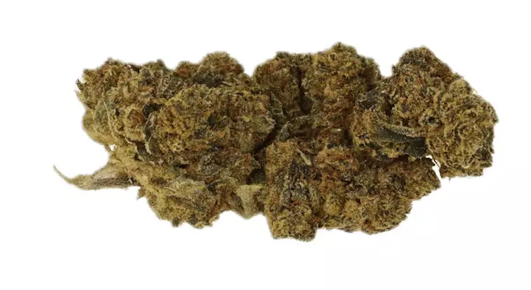 Cannamedical CM 20/1 GG4 – Gorilla Glue #4 – Produktbild des Anbieters Dr. Ansay