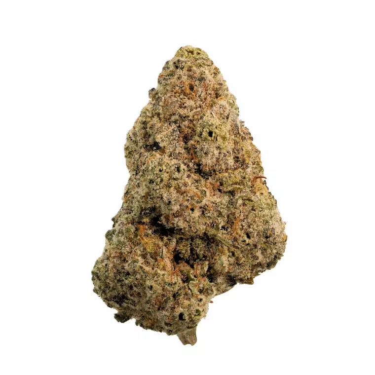 All Nations GFO 31/1 – Godfather OG – Produktbild des Anbieters Dr. Ansay