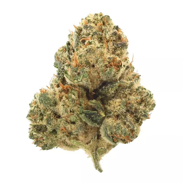 gramz. PP 36/1 – Purple Paris – Produktbild des Anbieters Dr. Ansay