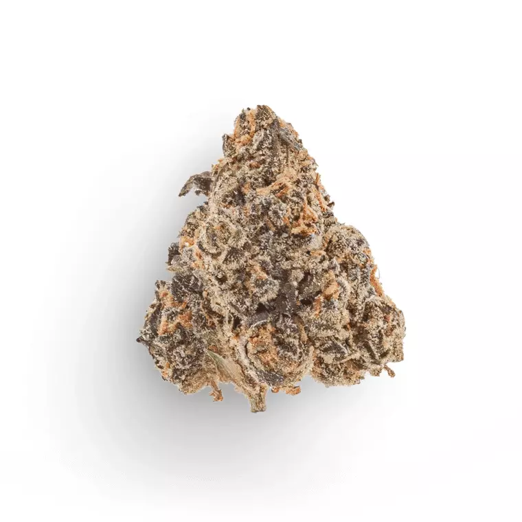 Buuo 22/1 GPS – Gastro Popstars – Produktbild des Anbieters Dr. Ansay