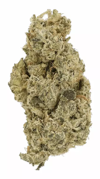 Luana 24/1 HMO – Haze Marker OG – Produktbild des Anbieters Dr. Ansay