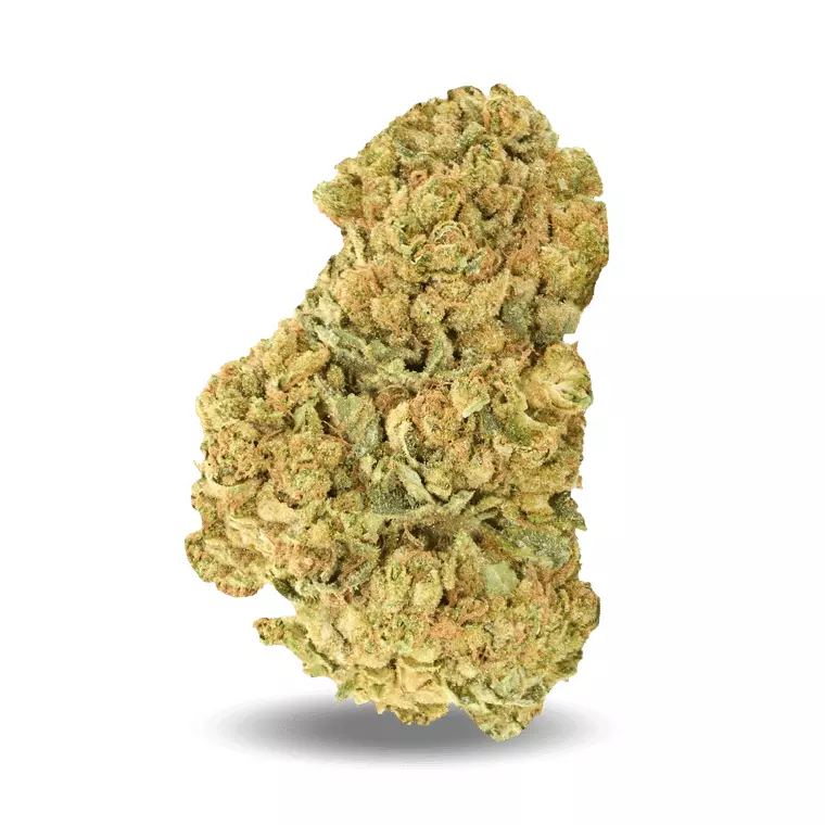 Good Supply Cannabisblüten THC25 BCR – Beach Crasher – Produktbild des Anbieters Dr. Ansay