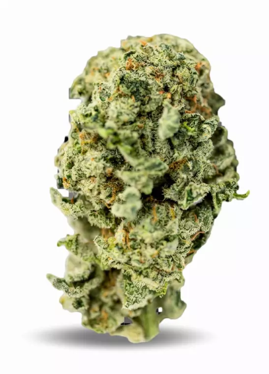 TILRAY Cannabisblüten THC15 Spotlight Porto – Blueberry – Produktbild des Anbieters Dr. Ansay