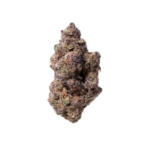 enua 25/1 PLB CA – Purple Lobster – Produktbild des Anbieters Dr. Ansay
