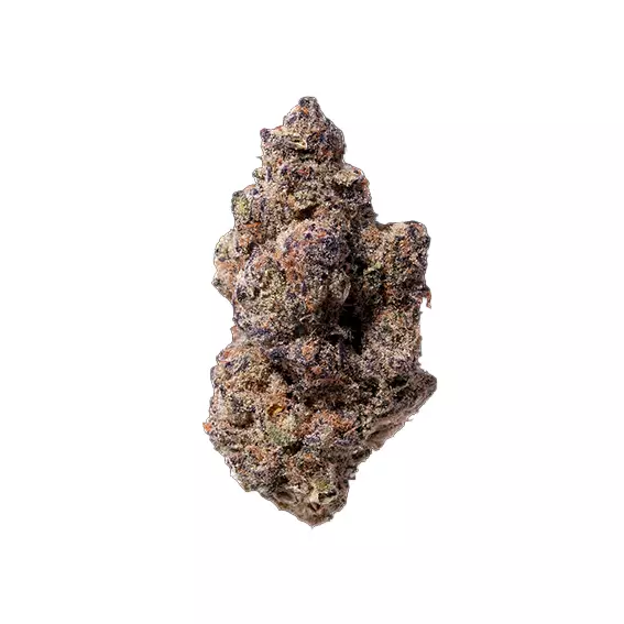 enua 25/1 PLB CA – Purple Lobster – Produktbild des Anbieters Dr. Ansay