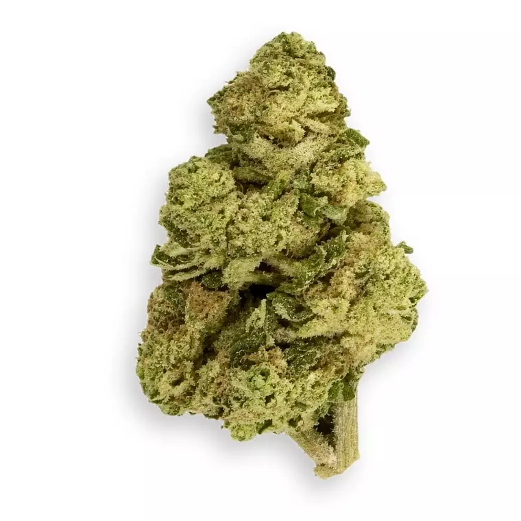Coyote Valley 24/1 DDG – Drizl Dawg – Produktbild des Anbieters Dr. Ansay