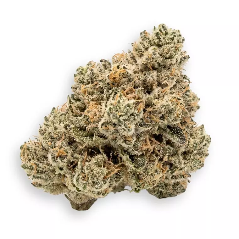 Blayz 22/1 KK – King’s Kush – Produktbild des Anbieters Dr. Ansay
