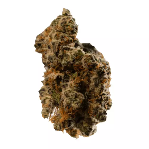 Bathera 29 CA TK – Triangle Kush – Produktbild des Anbieters Dr. Ansay