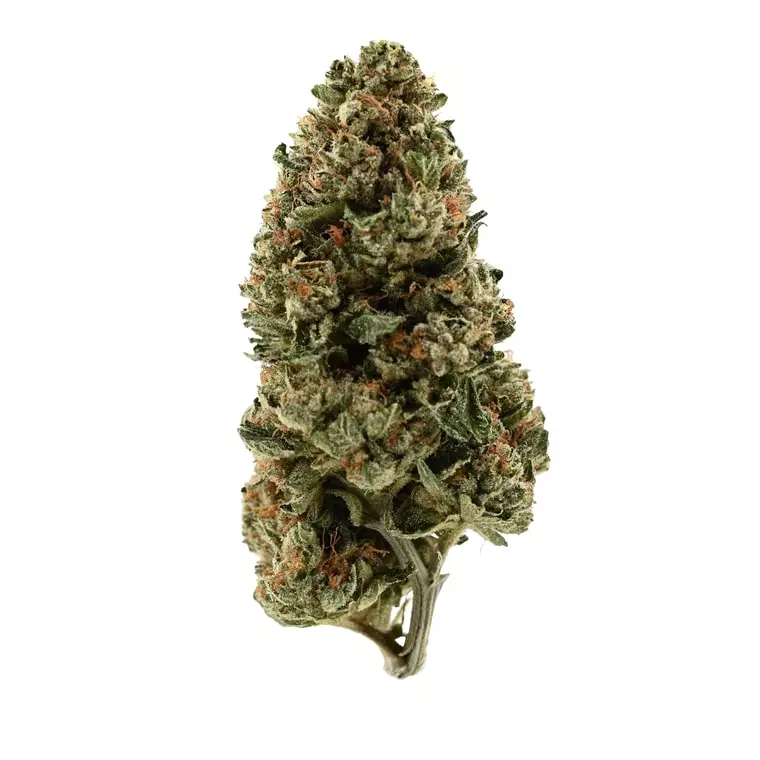 Demecan PS Epic Drop 30/1 – Orange Juice x Girl Scout Cookies – Produktbild des Anbieters Dr. Ansay
