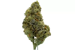 Tweed BMT 33 – Berry Mist (Strawberry Guava x Kush Mint) – Produktbild des Anbieters Dr. Ansay
