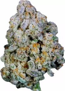 Apollo 25/1 BFT – Blue Monkey – Produktbild des Anbieters Dr. Ansay