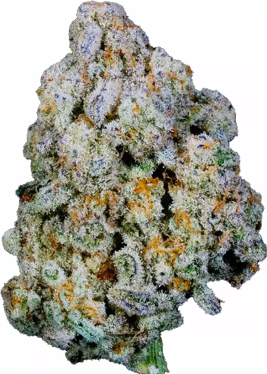 Apollo 25/1 BFT – Blue Monkey – Produktbild des Anbieters Dr. Ansay