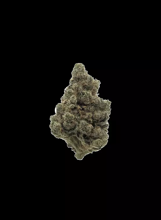 AAYRA 25/1 TSH – Triangle Silver Haze – Produktbild des Anbieters Dr. Ansay