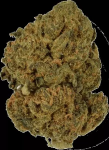 Canthera Budget 21/1 BBA – Bruce Banner – Produktbild des Anbieters Dr. Ansay
