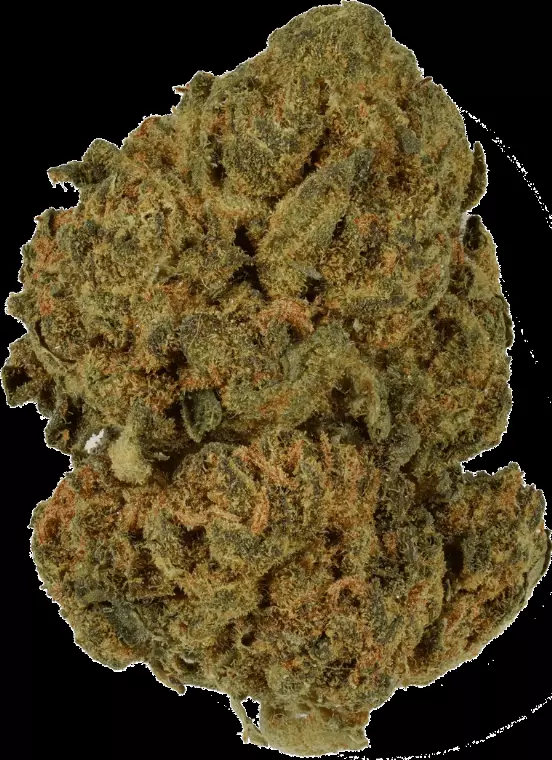 Canthera Budget 21/1 BBA – Bruce Banner – Produktbild des Anbieters Dr. Ansay