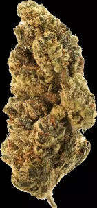 Hi Society 27/1 MIM – Mimosa – Produktbild des Anbieters Dr. Ansay