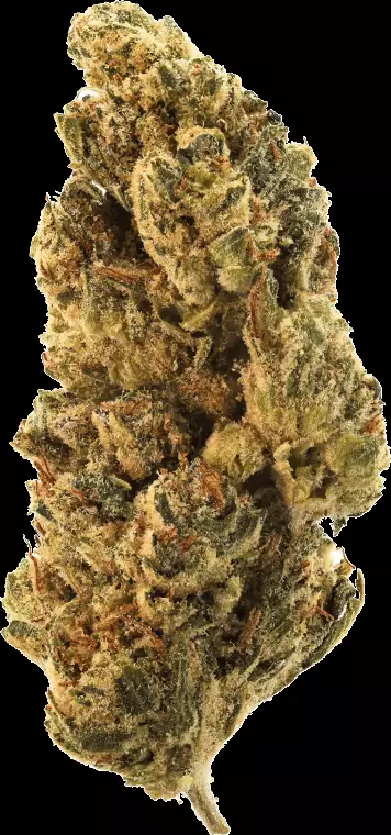 Hi Society 27/1 MIM – Mimosa – Produktbild des Anbieters Dr. Ansay
