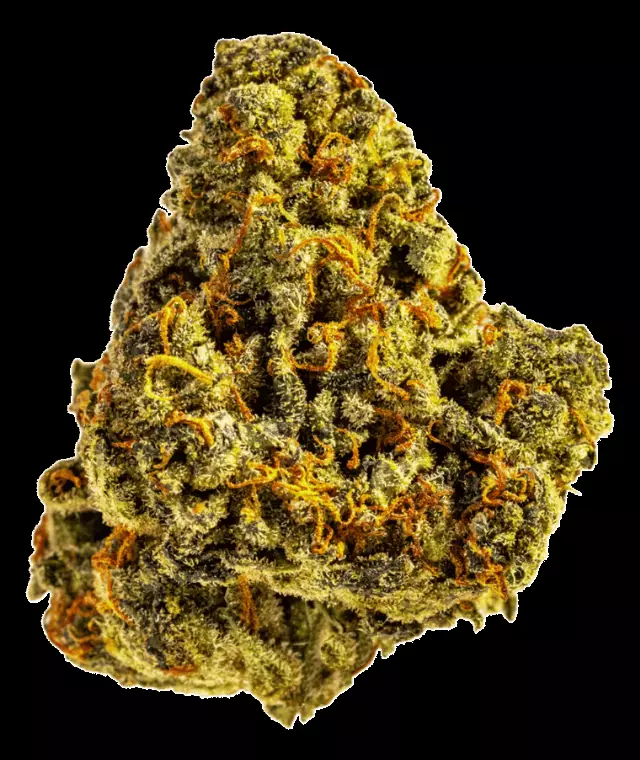 Tilray Craft THC28 AMH – Amnesia Haze – Produktbild des Anbieters Dr. Ansay