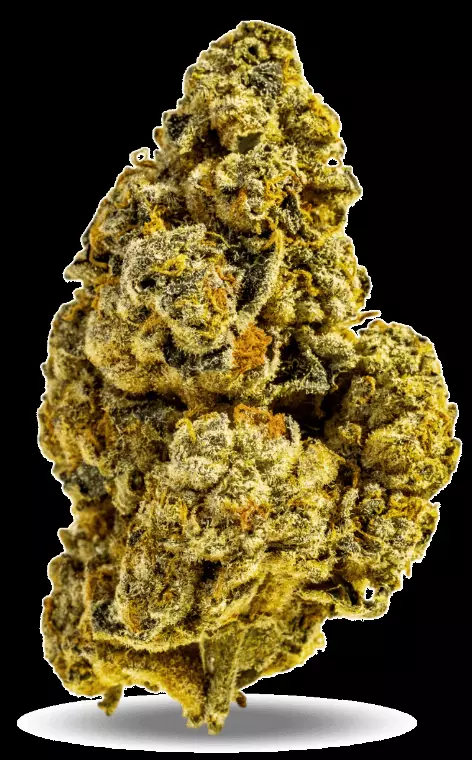 AphriaRX Cannabisblüten THC25 – CTB – Cactus Breath – Produktbild des Anbieters Dr. Ansay
