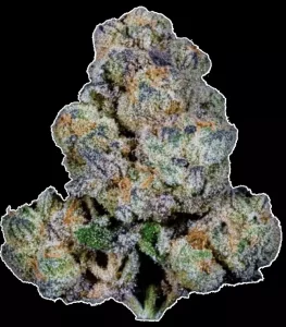 Apollo 30/1 EUF – Delicata Cookies – Produktbild des Anbieters Dr. Ansay