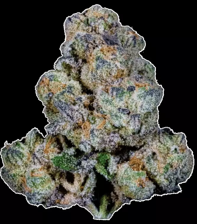 Apollo 30/1 EUF – Delicata Cookies – Produktbild des Anbieters Dr. Ansay