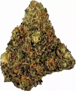 Apollo 20/1 RKS – Chocolate Mint OG 2.0 – Produktbild des Anbieters Dr. Ansay