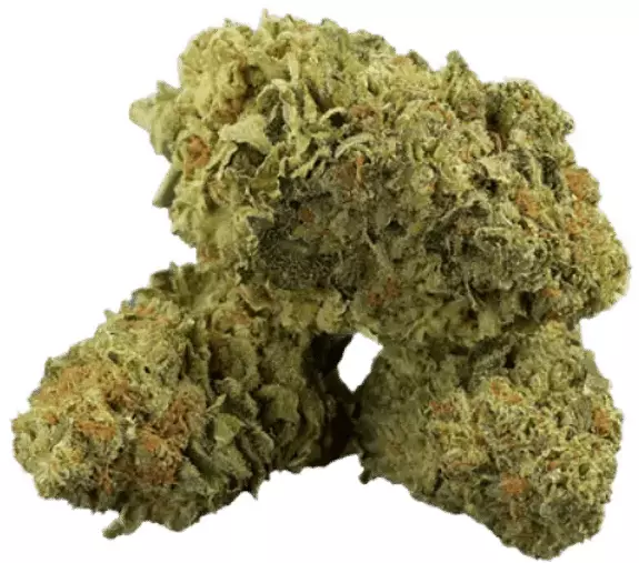 madrecan 21/1 – Shark Attack – Produktbild des Anbieters Dr. Ansay