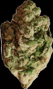 enua 22/1 PS3 BCP CA – Black Cherry Punch – Produktbild des Anbieters Dr. Ansay