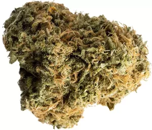 avaay 21/1 BKR – Black Krush – Produktbild des Anbieters Dr. Ansay
