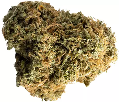 avaay 21/1 BKR – Black Krush – Produktbild des Anbieters Dr. Ansay