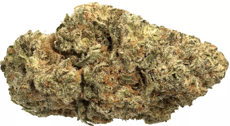 LUANA 24/1 Electric – Bashengo – Produktbild des Anbieters Dr. Ansay