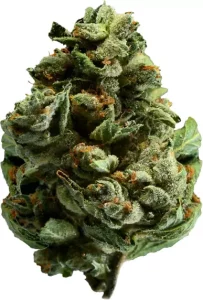 Tilray THC 15 Spotlight Porto – Mango – Produktbild des Anbieters Dr. Ansay