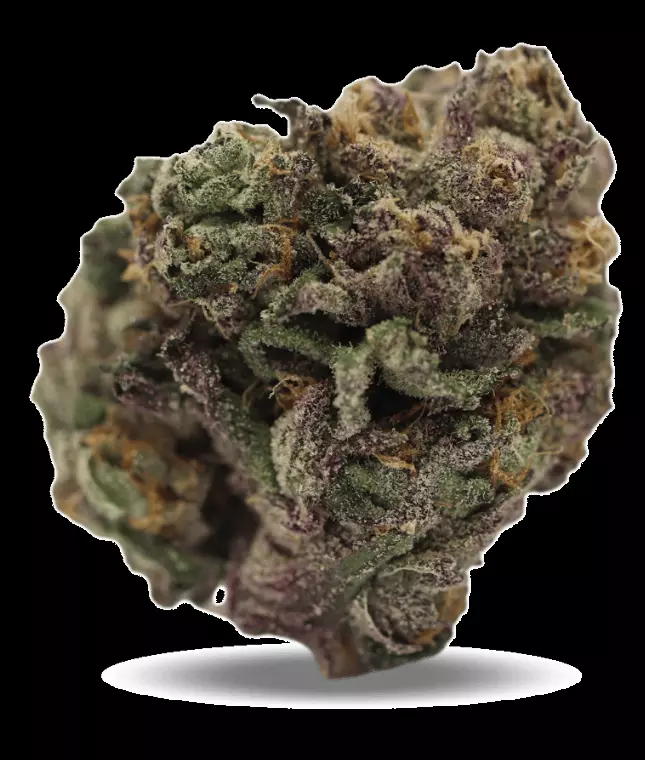 Redecan Cannabisblüten THC30 BRZ – Biscuit RNTZ – Produktbild des Anbieters Dr. Ansay
