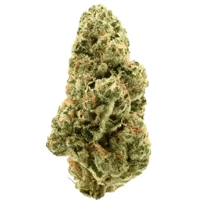 TRUU GT 31:01 – Cookies OG – Produktbild des Anbieters Dr. Ansay