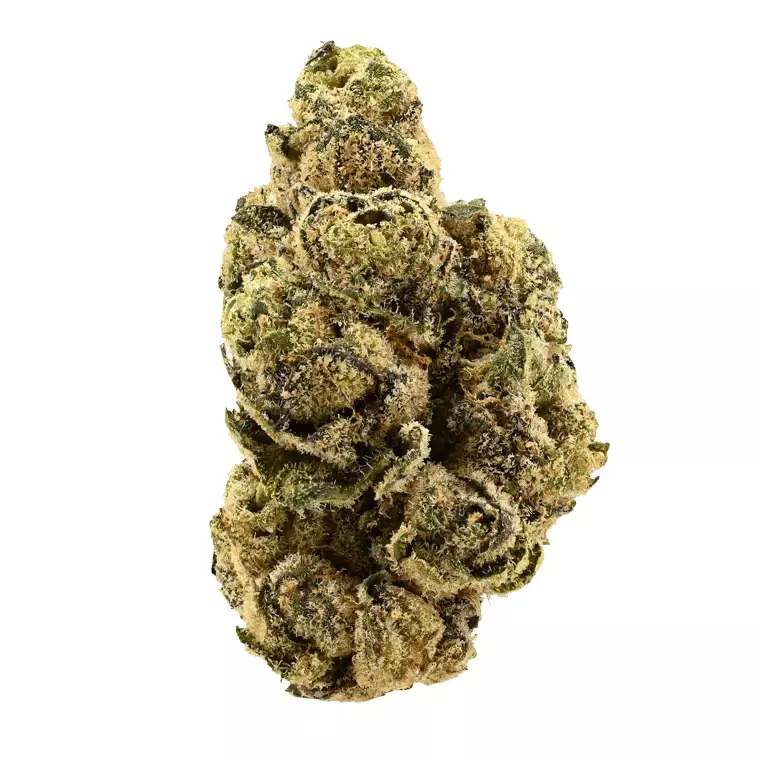 SIGGIS LWZAHN 22:01 – Siggis Löwenzahn ((Biscotti x Jealousy) x Sherb Bx) – Produktbild des Anbieters Dr. Ansay