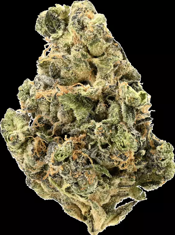 SIGGIS PMNZ 28:01 – Siggis Pfefferminze (Kush Mints F2 x Jealousy) – Produktbild des Anbieters Dr. Ansay