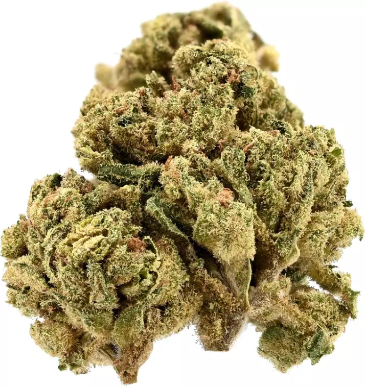 TRUU HS 26:01 – Citron Cookies – Produktbild des Anbieters Dr. Ansay