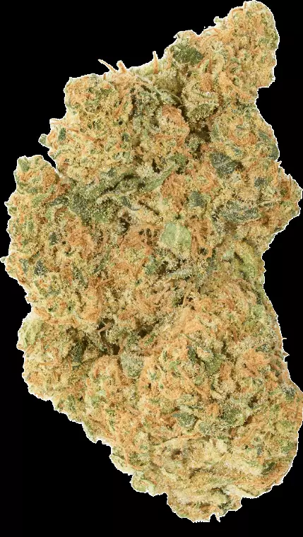Tilray Craft THC25 BBD Blueberry Donuts – Blueberry Donuts 29 – Produktbild des Anbieters Dr. Ansay