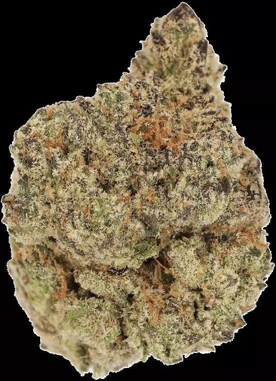 Cannamedical Hyrid Forte SA – Blunicorn – Produktbild des Anbieters Dr. Ansay