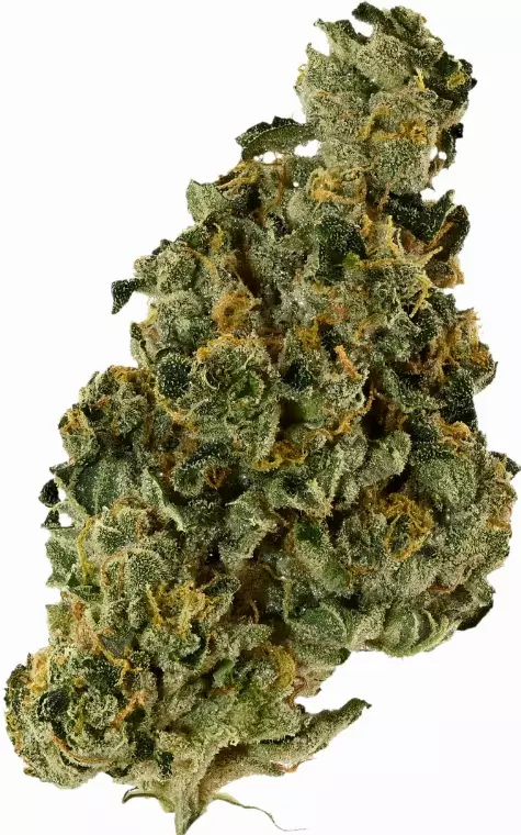 Demecan Core Saxonia 28:01 – Wedding Cake X Jet Fuel Gelato – Produktbild des Anbieters Dr. Ansay