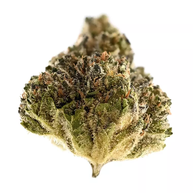 TRUU GT 22:01 – Crumbled Lime #27 – Produktbild des Anbieters Dr. Ansay