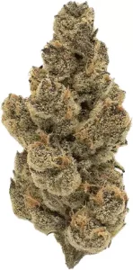 Apollo 24/1 HLS – Honey Suckle – Produktbild des Anbieters Dr. Ansay