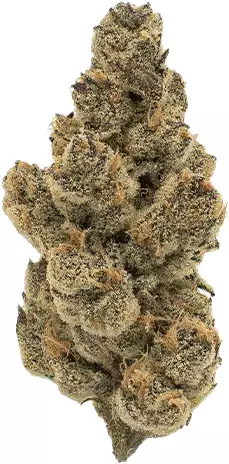 Apollo 24/1 HLS – Honey Suckle – Produktbild des Anbieters Dr. Ansay