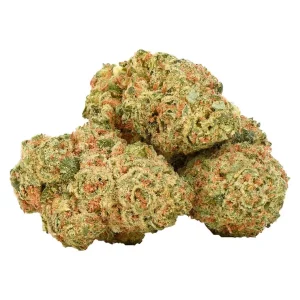 enua 27/1 DGB CA – Durban Gorilla – Produktbild des Anbieters Dr. Ansay
